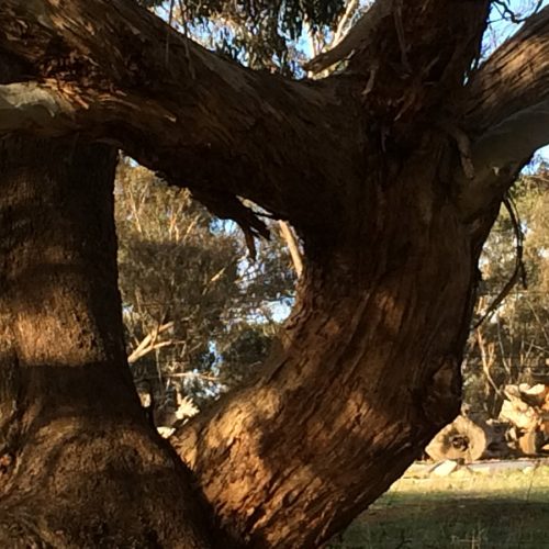 BSS-tree-with-circle-branch