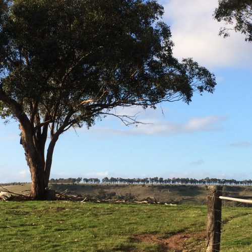 BSS-trees-foreground,-line-of-tree-on-ridge